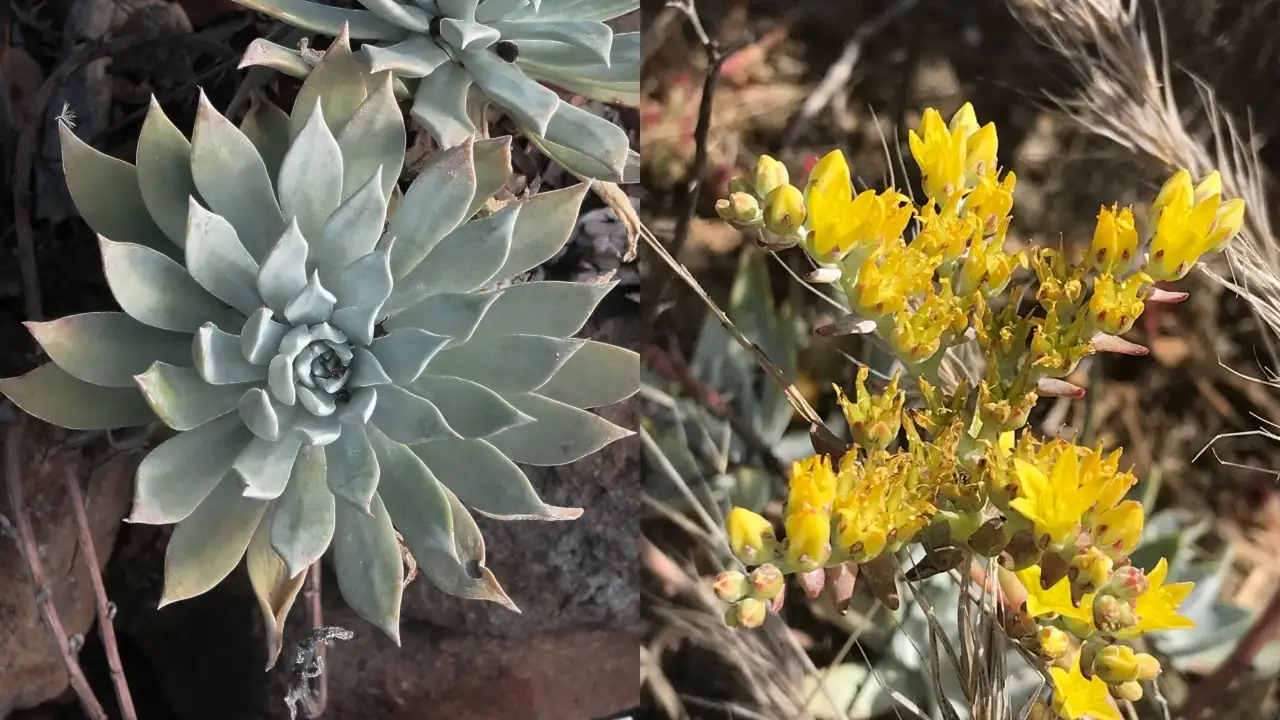 Santa Barbara Island in California and an image of a hare: The wider industry impact
