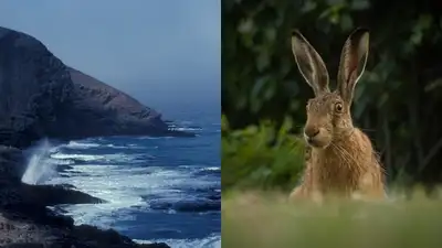 Santa Barbara Island in California and an image of a hare: The wider industry impact