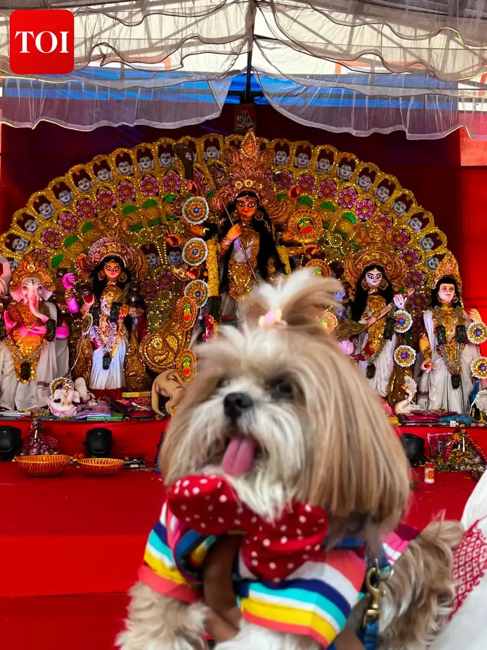 Wagging tails, festive finery and pandal-hopping — pets are finding their place in Hyderabad’s