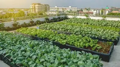 Uttar Pradesh rooftop gardening scheme explained