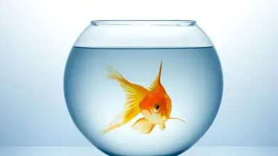 Do you ever wonder why each time you bring home a batch of colorful fish, it always begins