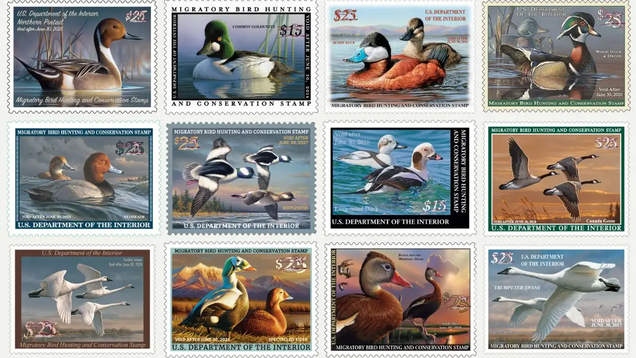 More than nine decades later, the Federal Duck Stamp has raised over $1.3 billion and helped