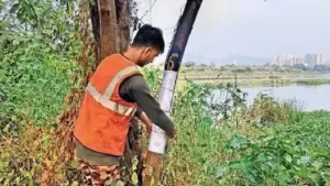 GMLR Phase IV: 695 trees confronts axe, 666 relocation: The wider industry impact