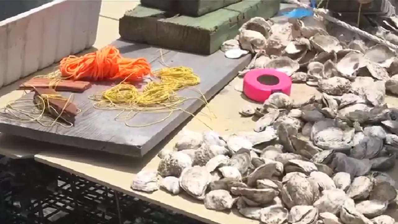 US engineers turn dredged river sediment into 3D-printed oyster: The wider industry impact