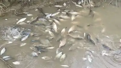At the time, visuals showed thousands of dead fish floating: The wider industry impact