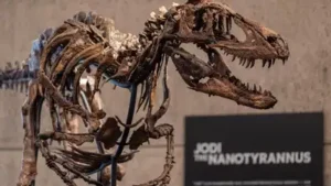 It was unearthed in 2019 by a Montana rancher, and scientists have: The wider industry impact