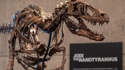It was unearthed in 2019 by a Montana rancher, and scientists have: The wider industry impact
