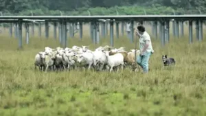 When Julie Bishop noticed workers repeatedly mowing vegetation: The wider industry impact