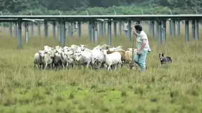 When Julie Bishop noticed workers repeatedly mowing vegetation: The wider industry impact
