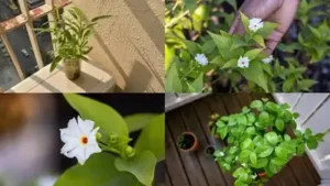 Here's a step-by-step guide to growing parijat in a container, even in a small space