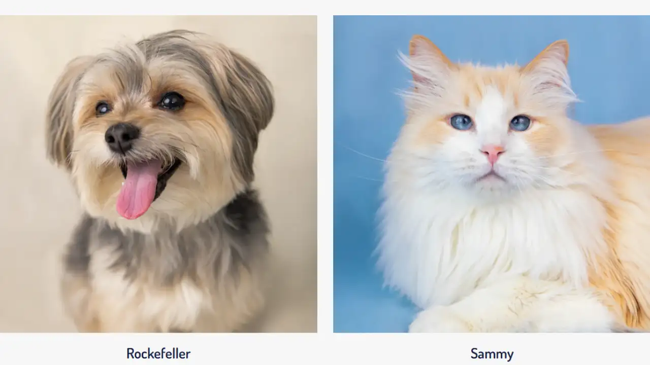 Colossal said America's Favourite Pet had raised more than $22 million for the Washington-based