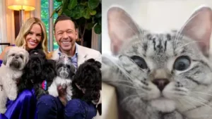 Colossal said America's Favourite Pet had raised more than $22 million for the Washington-based