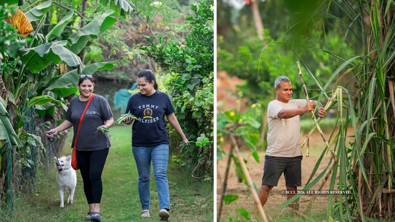 Weekend farmers find their patch of peace in NCR: The wider industry impact