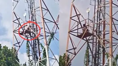 Bengaluru newlywed climbs mobile tower twice, sits on road as husband goes missing