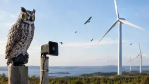 In Canada, researchers tried owl decoys and predator calls near wind: The wider industry impact