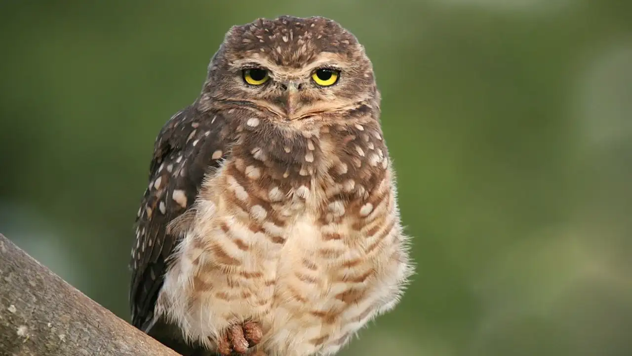 In Canada, researchers tried owl decoys and predator calls near wind: The wider industry impact