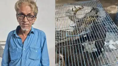 Mumbai man held for smuggling 7 rare falcons worth Rs 14 crore — From UP forests to Gulf countries