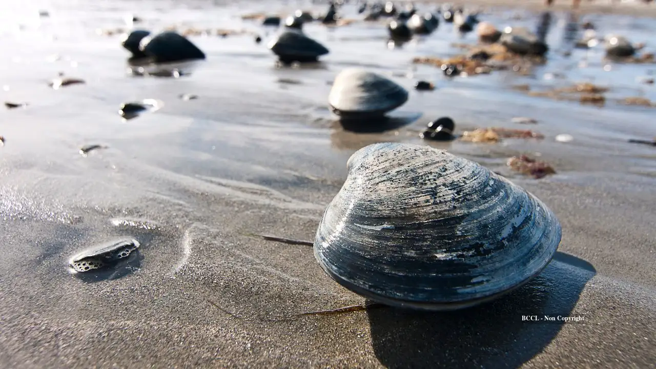 Connecticut volunteers are attaching eelgrass seeds to living clams to restore meadows that have