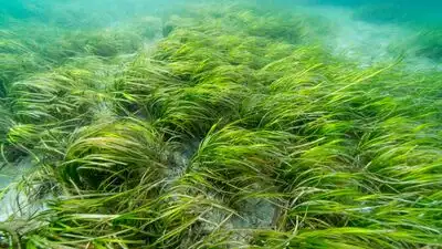 Connecticut volunteers are attaching eelgrass seeds to living clams to restore meadows that have