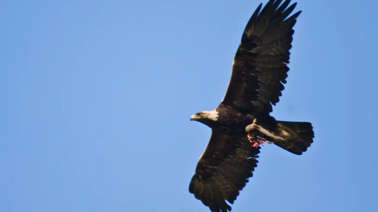 In Wyoming, an automated camera system spotted approaching eagles: The wider industry impact