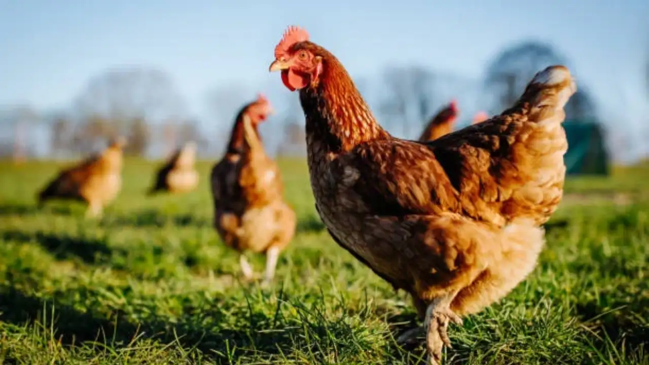 Another misconception about brown and white eggs is that their tastes differ