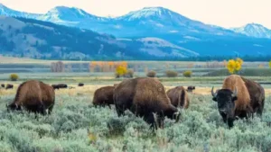 An energy company is giving Yellowstone National Park a record $105: The wider industry impact