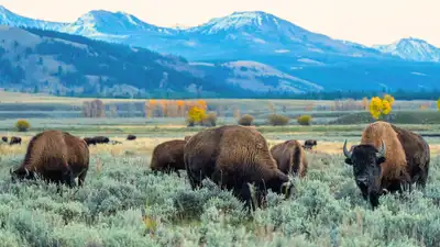 An energy company is giving Yellowstone National Park a record $105: The wider industry impact