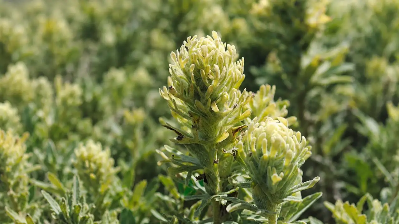 Research published in Annals of Botany also notes that the plant: The wider industry impact