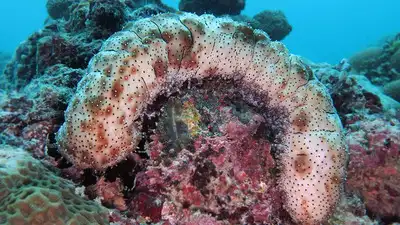 Commercial divers work this coast for seafood, and giant red sea: The wider industry impact