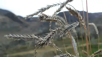 In the 1950s and 1960s, Western agencies seeded crested wheatgrass: The wider industry impact