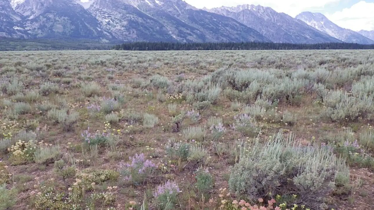 In the 1950s and 1960s, Western agencies seeded crested wheatgrass: The wider industry impact
