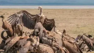 In North Carolina, a town sued a couple accused of feeding vulture swarms; neighbours say the birds
