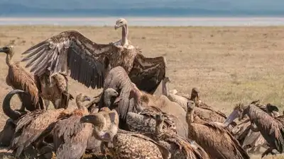 In North Carolina, a town sued a couple accused of feeding vulture swarms; neighbours say the birds