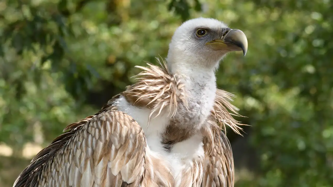 In North Carolina, a town sued a couple accused of feeding vulture swarms; neighbours say the birds