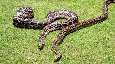 In 2018, scientists GPS-tagged 13 Burmese pythons but found that: The wider industry impact