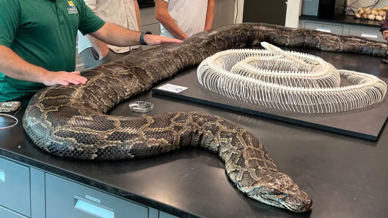 In 2018, scientists GPS-tagged 13 Burmese pythons but found that: The wider industry impact
