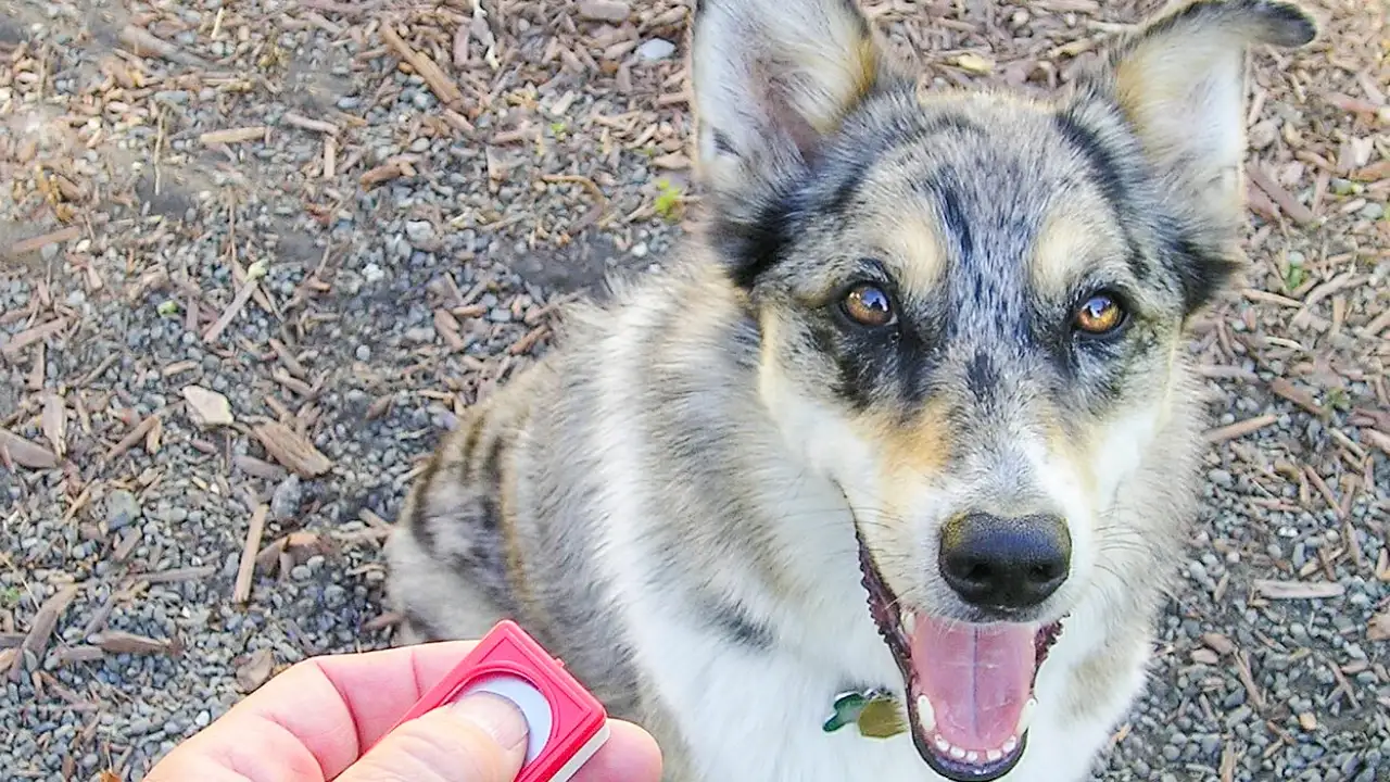 César Millan’s Dog Psychology Center in California provides space: The wider industry impact