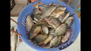 These lakes are increasingly dominated by invasive fish species: The wider industry impact