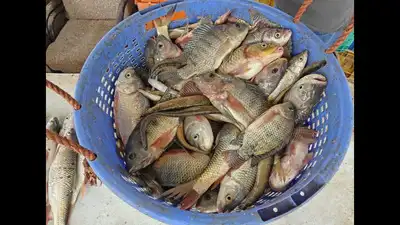 These lakes are increasingly dominated by invasive fish species: The wider industry impact