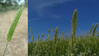 In the 1930s, the West seeded crested wheatgrass to restore damaged: The wider industry impact