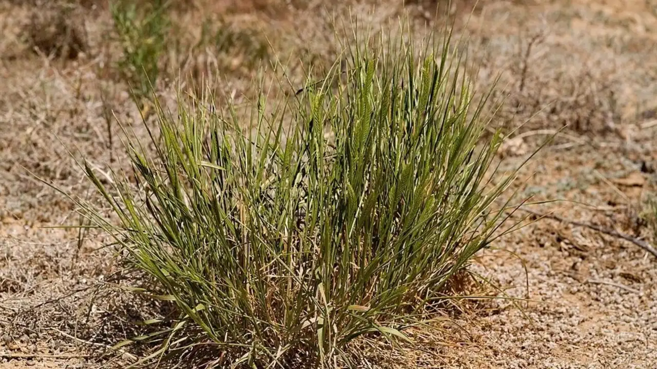 In the 1930s, the West seeded crested wheatgrass to restore damaged: The wider industry impact
