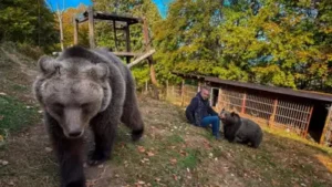 Petar Tubic, an electrician living on Mount Ozren, took in an abandoned bear cub in 2019