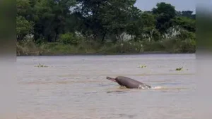 228 students join river dolphin conservation programmes in Bengal: The wider industry impact