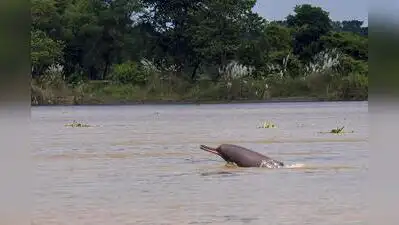 228 students join river dolphin conservation programmes in Bengal: The wider industry impact