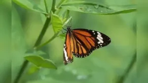 195 students, volunteers turn citizen scientists to document: The wider industry impact