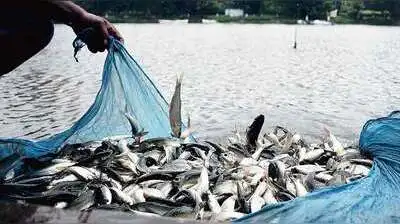 Fishermen call for climate risk insurance: The wider industry impact