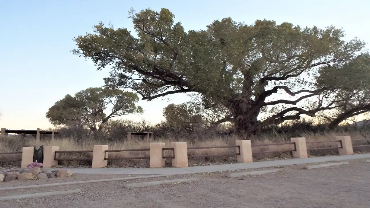 In 2026, activists spent 70 days perched in a 200-year-old Arizona tree to save it from a border