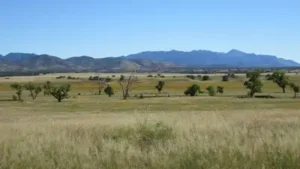 In 2026, activists spent 70 days perched in a 200-year-old Arizona tree to save it from a border