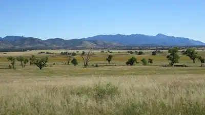 In 2026, activists spent 70 days perched in a 200-year-old Arizona tree to save it from a border