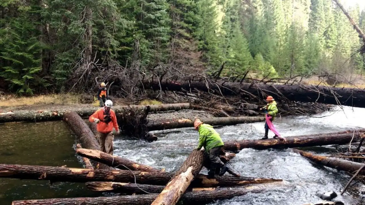 Helicopters were used to place more than 6,000 logs into remote: The wider industry impact